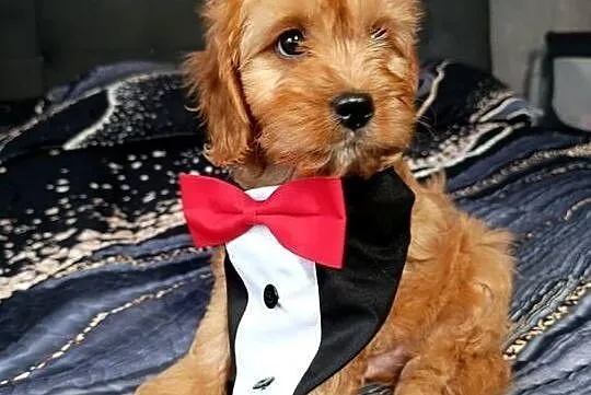 Piesek Cavapoo