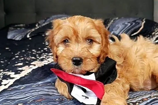 Piesek Cavapoo, Świętokrzyskie, Szczaworyż