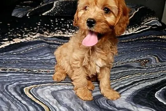 Piesek Cavapoo, Świętokrzyskie, Szczaworyż
