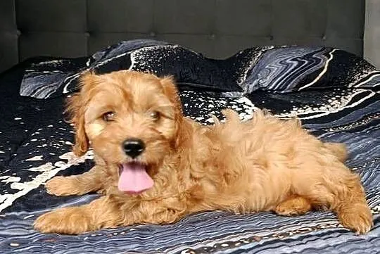 Piesek Cavapoo, Świętokrzyskie, Szczaworyż