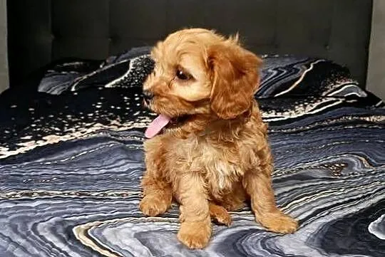 Piesek Cavapoo, Świętokrzyskie, Szczaworyż