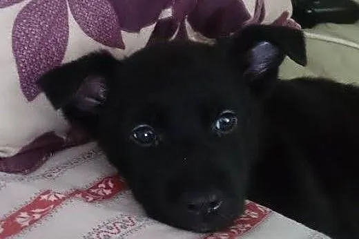 Flicka cudny szczeniak - do adopcji ,  mazowieckie Warszawa