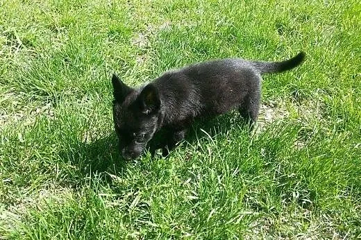 Flicka cudny szczeniak - do adopcji ,  mazowieckie