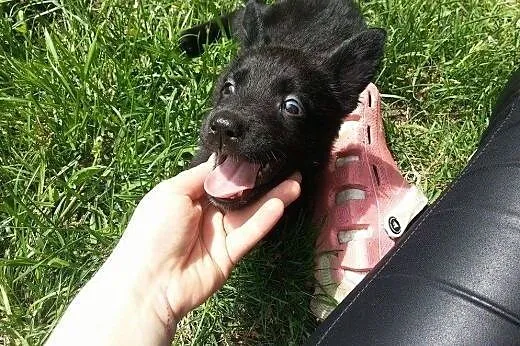 Flicka cudny szczeniak - do adopcji ,  mazowieckie