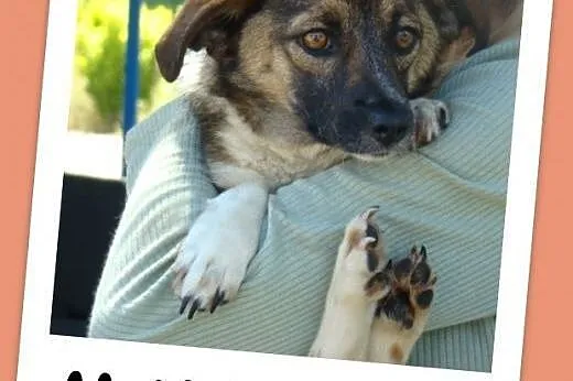 Waga 5 kg, łagodna,delikatna,grzeczna,roczna suczka MALUTKA.Adopcja.,  dolnośląskie Wrocław