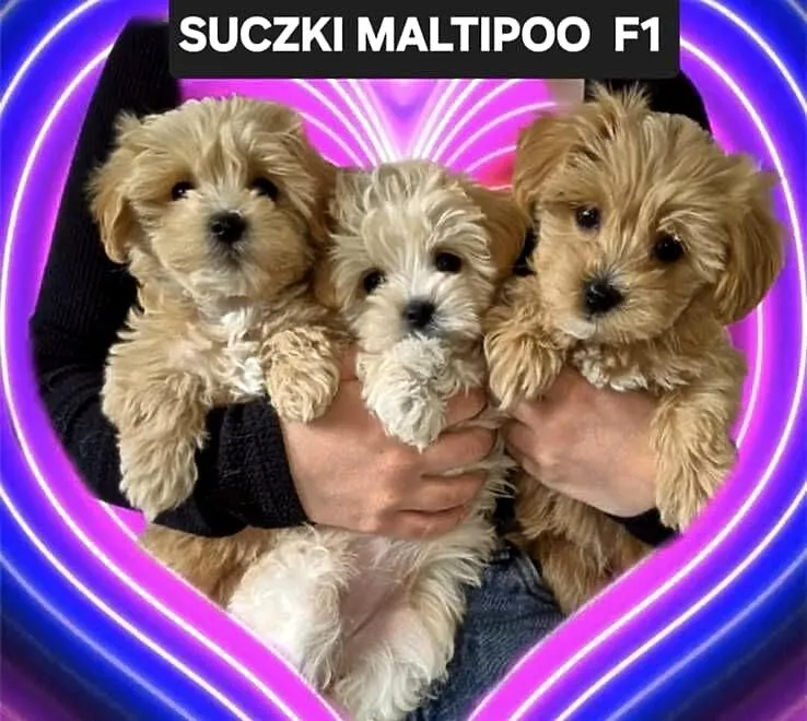 Maltipoo suczki gotowe do nowych domkow, Kujawsko-pomorskie, Inowrocław