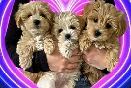 Maltipoo suczki gotowe do nowych domkow