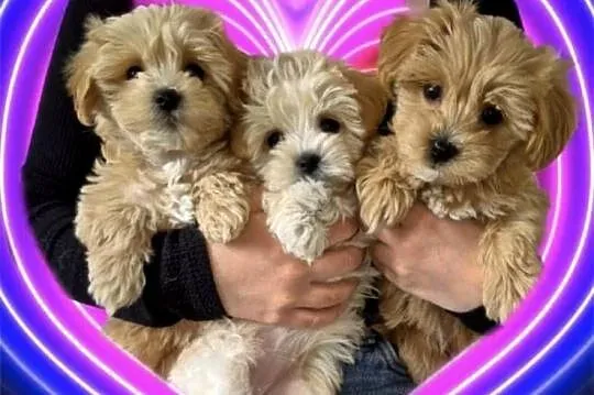 Maltipoo suczki gotowe do nowych domkow, Kujawsko-pomorskie, Inowrocław