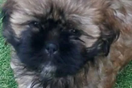 Shih tzu brązowa suczka