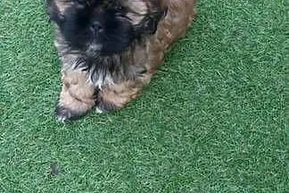 Shih tzu brązowa suczka, Wielkopolskie, Gruszczyn