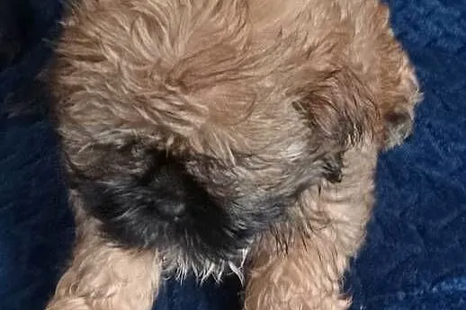 Shih tzu brązowa suczka, Wielkopolskie, Gruszczyn