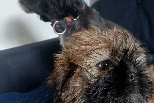 Shih tzu brązowa suczka, Wielkopolskie, Gruszczyn