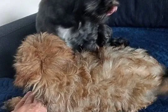 Shih tzu brązowa suczka, Wielkopolskie, Gruszczyn