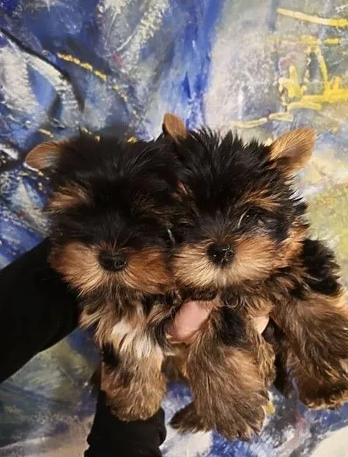 Yorkshire terrier śliczne szczeniaczki., Świętokrzyskie, Kielce