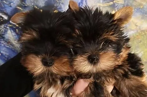 Yorkshire terrier śliczne szczeniaczki., Świętokrzyskie, Kielce