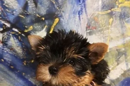 Yorkshire terrier śliczne szczeniaczki., Świętokrzyskie, Kielce