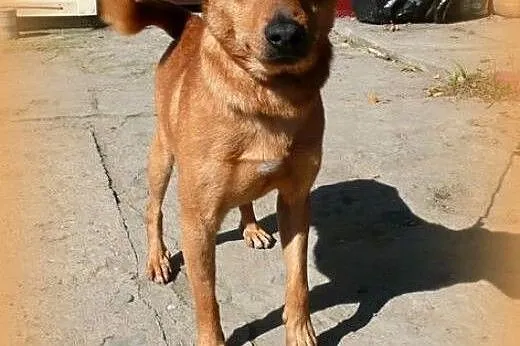 Matrix piekny rudas o niebieskich oczach,adopcja!!