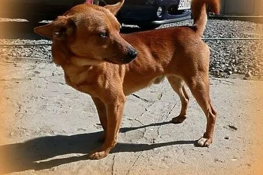 Matrix piekny rudas o niebieskich oczach,adopcja!!