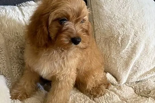Cavapoo śliczna sunia