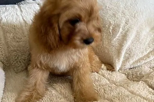 Cavapoo śliczna sunia, Dolnośląskie, Bolesławiec