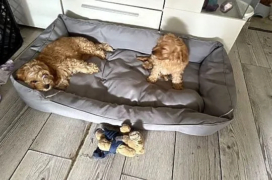 Cavapoo śliczna sunia, Dolnośląskie, Bolesławiec