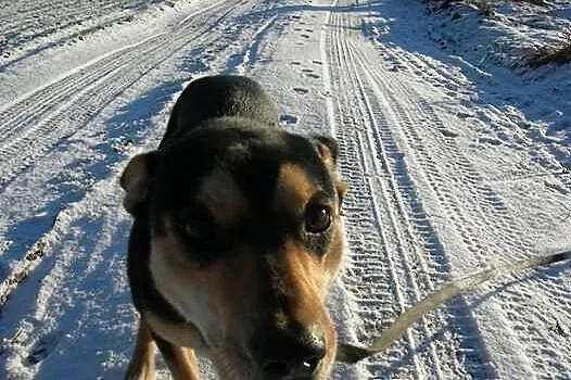 Amon do adopcji, szuka odowiedzialnego domu