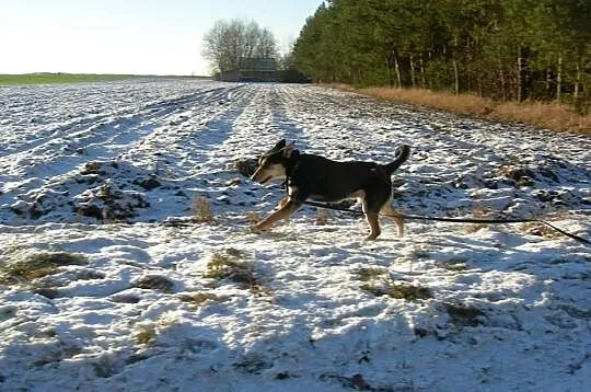 Amon do adopcji, szuka odowiedzialnego domu