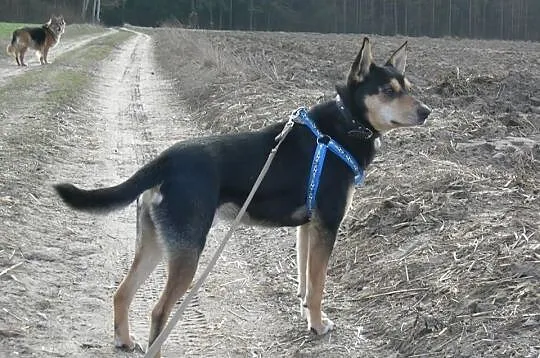Amon do adopcji, szuka odowiedzialnego domu