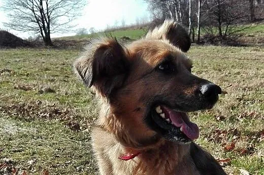 Koda wspaniała przyjaciółka człowieka, posłuszna i mądra,  Kundelki cała Polska