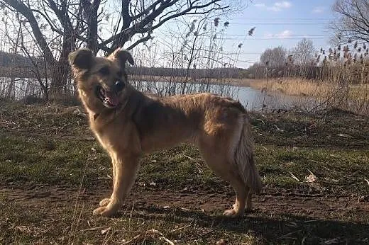 Koda wspaniała przyjaciółka człowieka, posłuszna i
