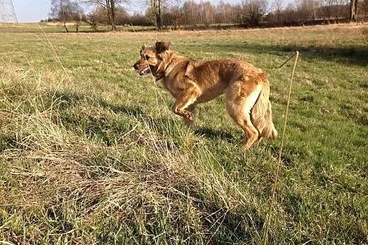 Koda wspaniała przyjaciółka człowieka, posłuszna i