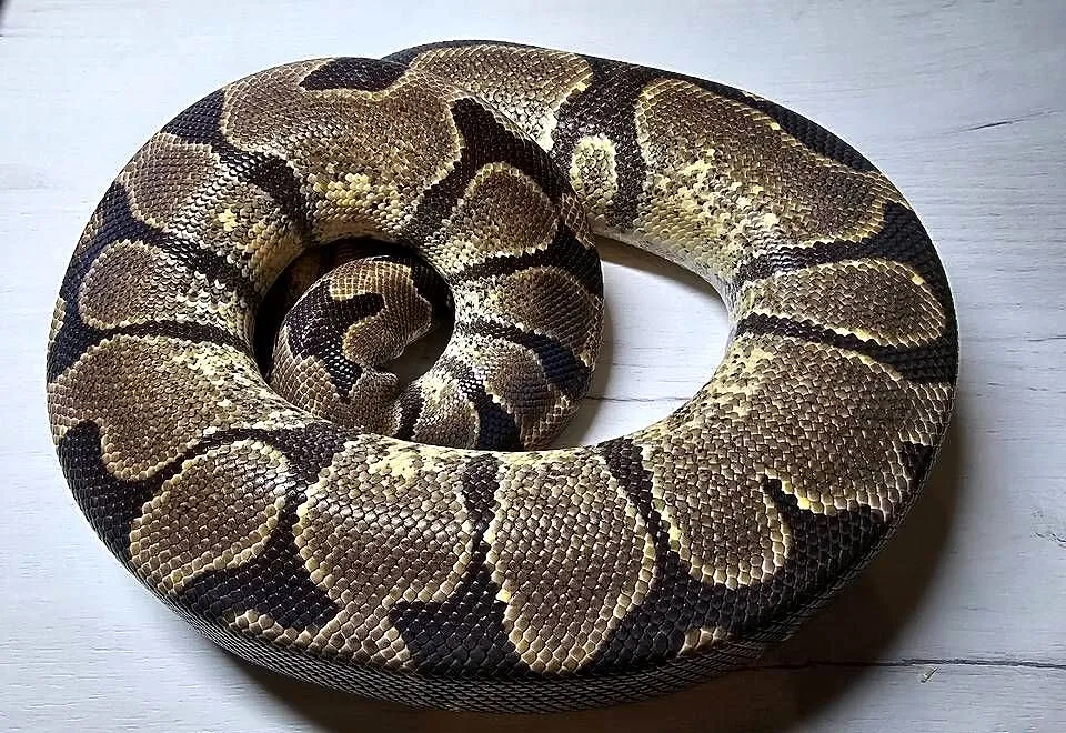 Pyton królewski python regius samica dorosła, Dolnośląskie, Wrocław