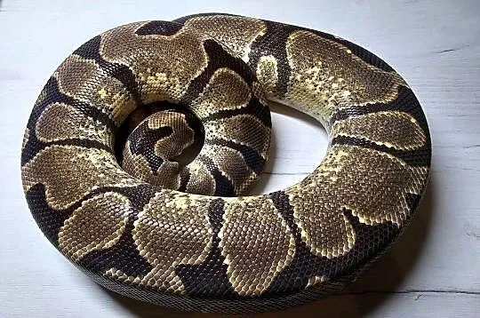 Pyton królewski python regius samica dorosła, Dolnośląskie, Wrocław