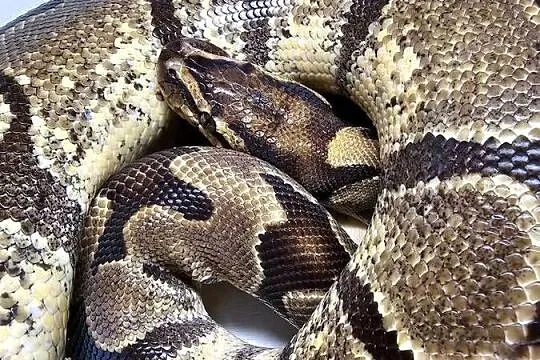 Pyton królewski python regius samica dorosła, Dolnośląskie, Wrocław
