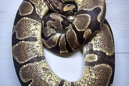 Pyton królewski python regius samica dorosła, Dolnośląskie, Wrocław
