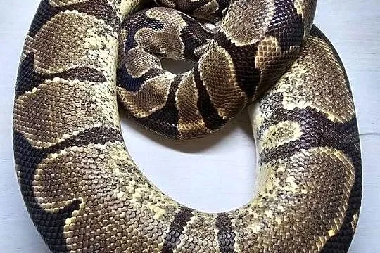 Pyton królewski python regius samica dorosła, Dolnośląskie, Wrocław