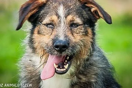 OTOZ Animals - Sido - energiczny, wesoły przyjaciel na długie lata!,  pomorskie Tczew