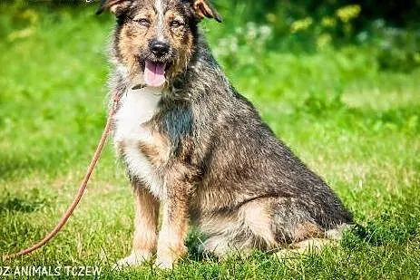 OTOZ Animals - Sido - energiczny, wesoły przyjacie