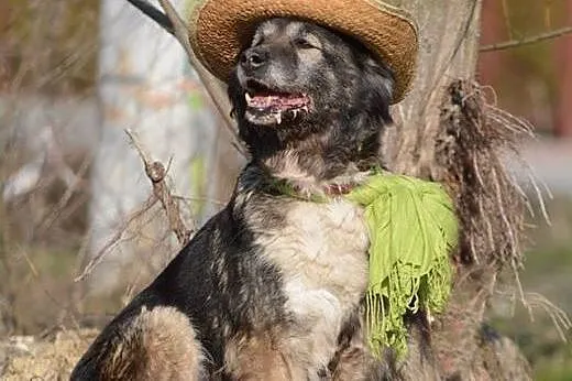 Berta - cudowna sunia w typie KAUKAZA - 40 kg miło