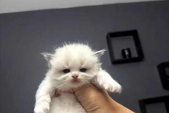 Ragdoll Wrocław, Dolnośląskie