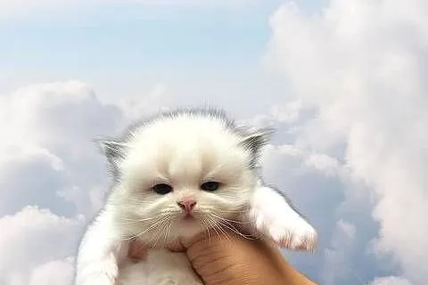 Ragdoll Wrocław, Dolnośląskie