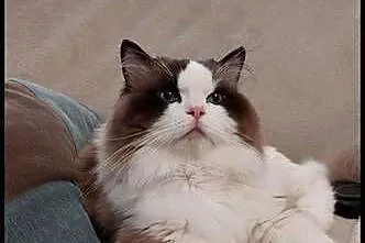 Ragdoll Wrocław, Dolnośląskie