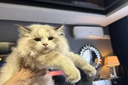 Ragdoll Wrocław, Dolnośląskie