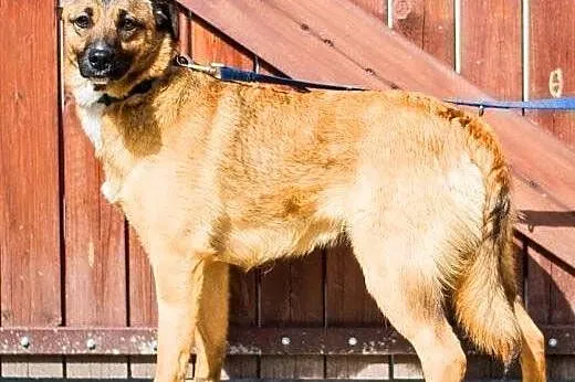 SURI - roczna sunia wyrzucona w lesie do adopcji,  mazowieckie Warszawa