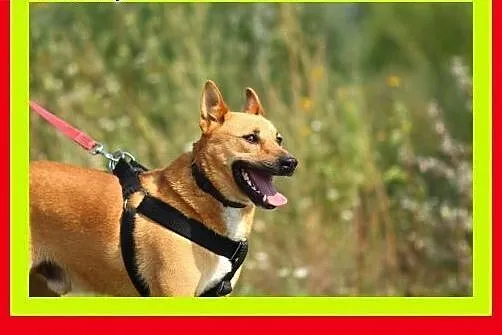 Średni,mocnej budowy,młody,kocha człowieka,aktywny