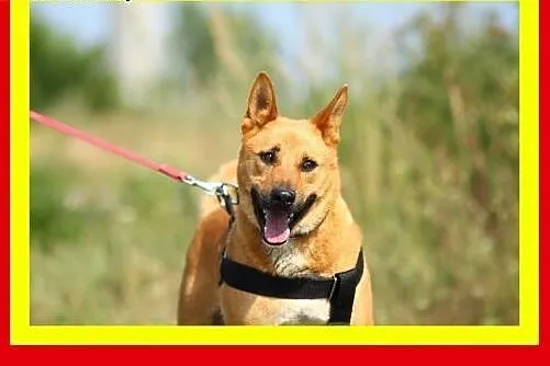 Średni,mocnej budowy,młody,kocha człowieka,aktywny