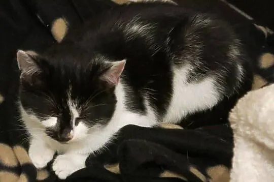 Luna i Frodo
