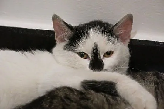 Luna i Frodo