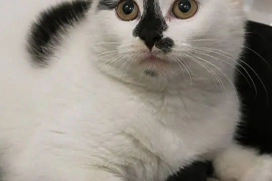 Luna i Frodo