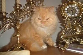 Kot perski persy,  małopolskie Mszana Dolna, Mszana Dolna